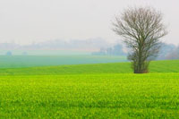 Fields around Wattisham