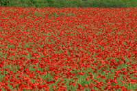 Poppy fields are a common sight in Suffolk